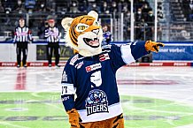 Eishockey, Herren, DEL, Saison 2021-2022, Straubing Tigers - Adler Mannheim, 10.09.2021