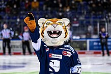 Eishockey, Herren, DEL, Saison 2021-2022, 46. Spieltag, Straubing Tigers - Schwenninger Wild Wings,  13.02.2022