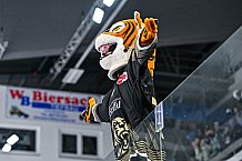 Eishockey, Herren, Penny DEL, 50. Spieltag, Saison 2023-2024, Straubing Tigers - Eisbären Berlin,01.03.2024