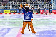 Eishockey, Herren, Penny DEL, Playoffs, Viertelfinale, Spiel 7, Saison 2023-2024, Straubing Tigers - Schwenninger Wild Wings,30.03.2024