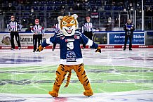 Eishockey, Herren, DEL, Saison 2021-2022, 46. Spieltag, Straubing Tigers - Schwenninger Wild Wings,  13.02.2022