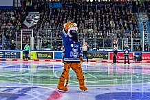 Eishockey, Herren, Penny DEL, Playoffs, Halbfinale, Spiel 4, Saison 2023-2024, Straubing Tigers - Eisbären Berlin, n07.04.2024
