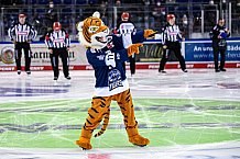 Eishockey, Herren, DEL, Saison 2021-2022, 46. Spieltag, Straubing Tigers - Schwenninger Wild Wings,  13.02.2022