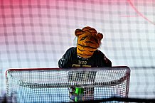 Eishockey, Herren, Penny DEL, 52. Spieltag, Saison 2023-2024, Straubing Tigers - Grizzlys Wolfsburg,08.03.2024