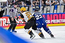 Eishockey, Men, CHL, Champions Hockey League, Regular Saison 2024-25, Game Day 2, Straubing Tigers - Skelleftea AIK, 08.09.2024