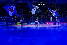 Eishockey, Herren, Penny DEL, 42. Spieltag, Saison 2023-2024, Straubing Tigers - Ingolstadt Panther,28.01.2024