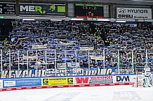 Eishockey, Herren, Penny DEL, Playoffs, Viertelfinale, Spiel 1, Saison 2023-2024, Straubing Tigers - Schwenninger Wild Wings,16.03.2024