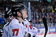 Eishockey, Herren, Penny DEL, DEL, Saison 2022-2023, Hauptrunde, Straubing Tigers - Kölner Haie, 57. Spieltag, 26.02.2023
