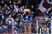 Eishockey, Herren, Penny DEL, DEL, Saison 2022-2023, Playoffs, Viertelfinale, Spiel 1, Straubing Tigers - Grizzlys Wolfsburg, 14.03.2023