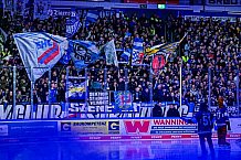 Eishockey, Herren, Penny DEL, 42. Spieltag, Saison 2023-2024, Straubing Tigers - Ingolstadt Panther,28.01.2024