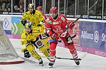 Herren, Eishockey, Oberliga-Süd, DEB, Saison 2024-2025, Deggendorfer SC - Tölzer Löwen, 22.09.2024
