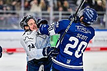 Eishockey, Herren, Penny DEL, 42. Spieltag, Saison 2023-2024, Straubing Tigers - Ingolstadt Panther,28.01.2024