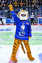 Eishockey, Herren, Penny DEL, DEL, Saison 2022-2023, Hauptrunde, Straubing Tigers - Kölner Haie, 29. Spieltag, 11.12.2022