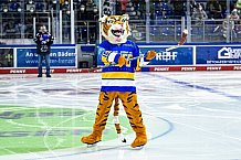 Eishockey, Herren, DEL, Saison 2021-2022, 49. Spieltag, Straubing Tigers - EHC Red Bull München,  27.02.2022