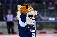 Eishockey, Herren, DEL, Saison 2021-2022, 46. Spieltag, Straubing Tigers - Schwenninger Wild Wings,  13.02.2022
