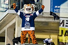 Eishockey, Herren, DEL, Saison 2021-2022, 25. Spieltag, Straubing Tigers - Augsburger Panther,  20.02.2022