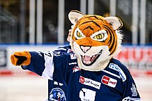 Eishockey, Herren, DEL, Saison 2021-2022, 39. Spieltag, Straubing Tigers - Grizzlys Wolfsburg,  18.02.2022