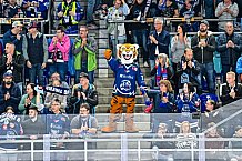 Eishockey, Men, DEL, Penny DEL, Hauptrunde Saison 2024-25, 1. Spieltag, Straubing Tigers - Düsseldorfer EG, 20.09.2024
