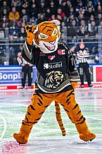 Eishockey, Herren, Penny DEL, 50. Spieltag, Saison 2023-2024, Straubing Tigers - Eisbären Berlin,01.03.2024